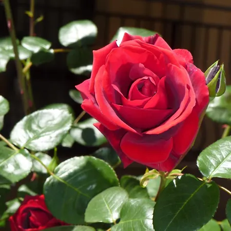 アパートホテル Tourist Complex Rose Village