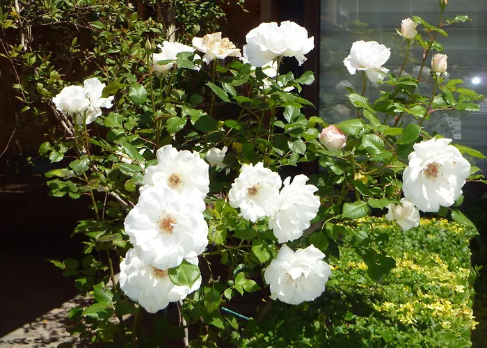 Tourist Complex Rose Village Aparthotel