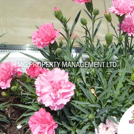 Tourist Complex Rose Village Lejlighedshotel