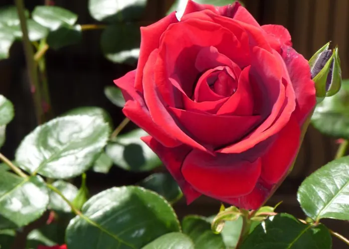 Lägenhetshotell Tourist Complex Rose Village