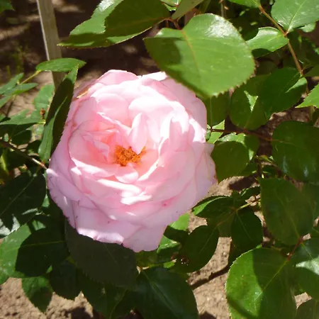 Tourist Complex Rose Village شقة فندقية 2*