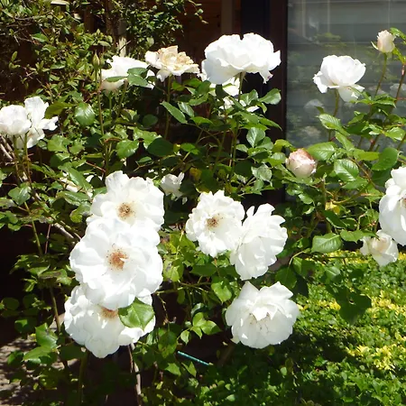 Tourist Complex Rose Village Apartmanhotel