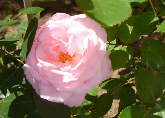 Tourist Complex Rose Village Aparthotel 2*